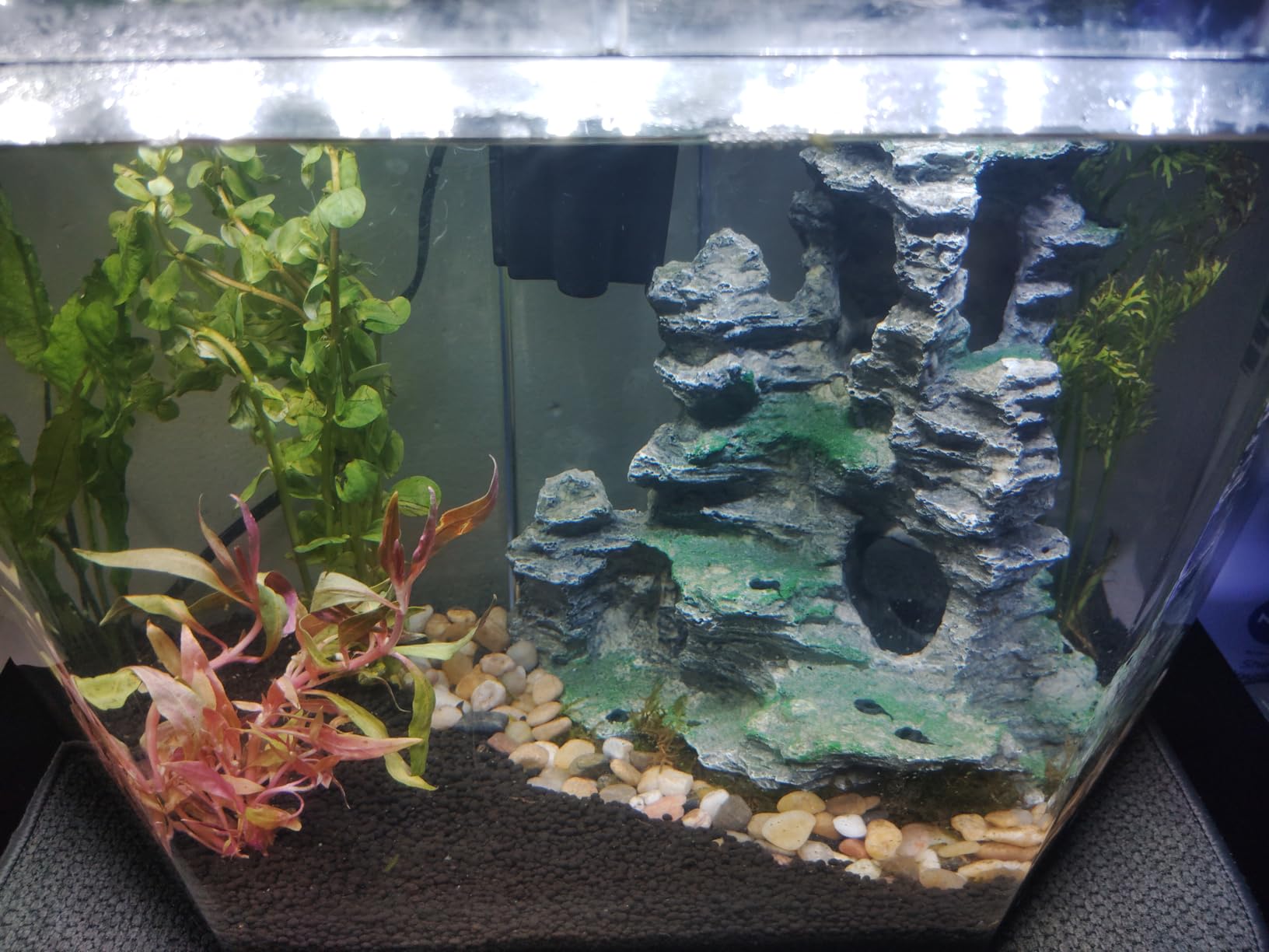 Koller Products Plastic 3-Gallon Aquarium Starter Kit with 4 Colors LED Lighting and Complete Filtration, Ideal for a Variety of Tropical Fish, Betta Fish, Tropical Fish, Cichlids, Ornamental Shrimp customer photo 2