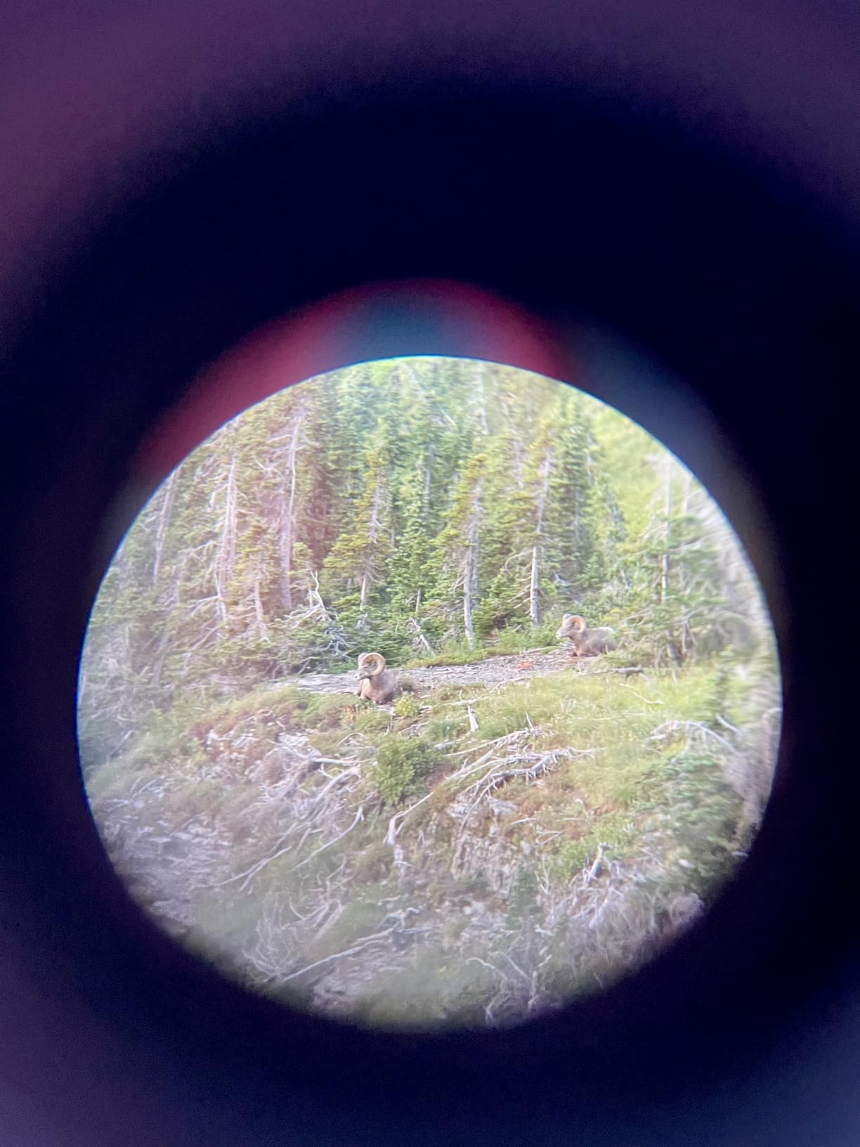 Aurosports 10x25 Compact Binoculars for Bird Watching, Cruise Ship, Travel customer photo 1