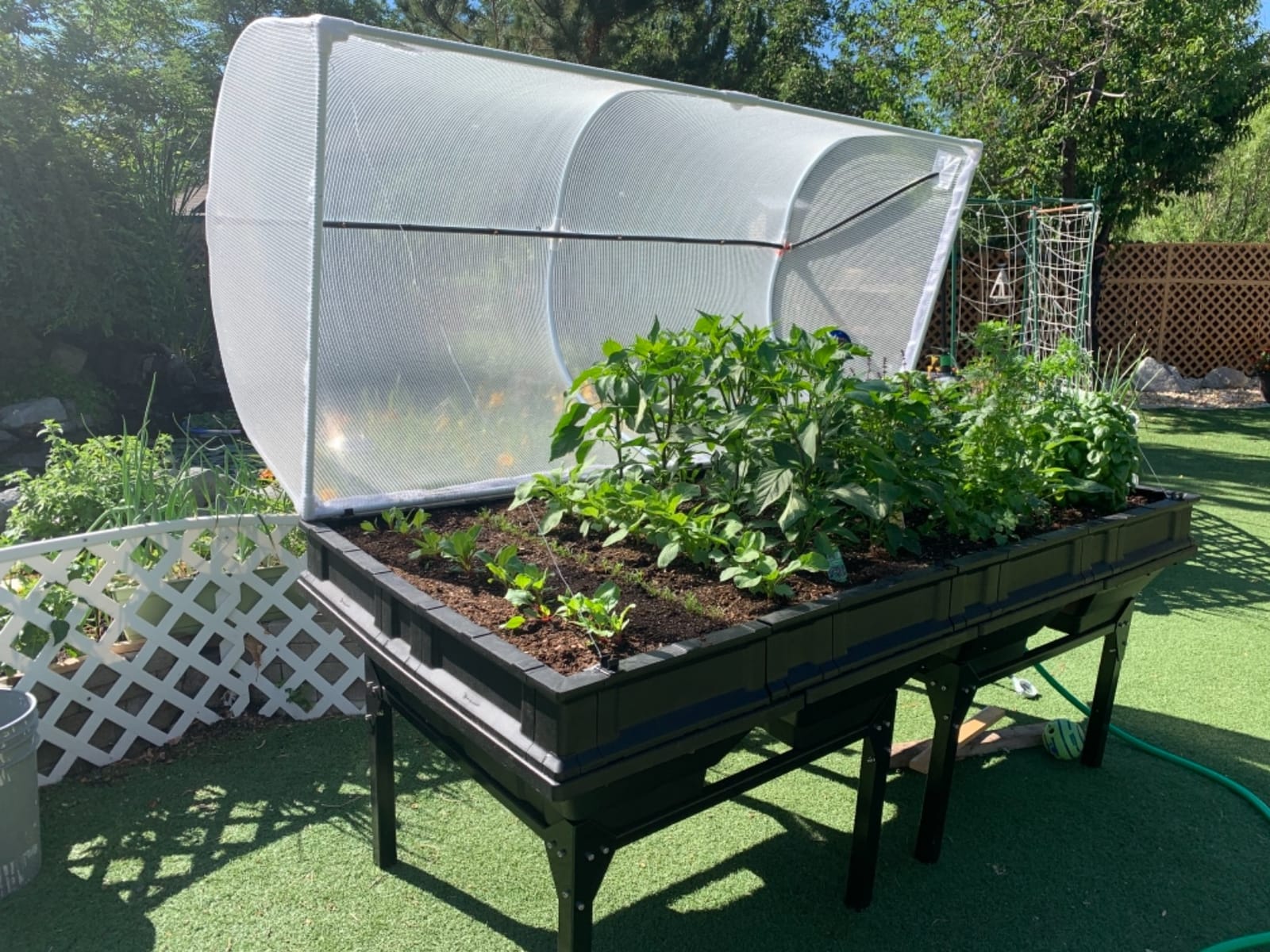 Vegepod - Raised Garden Bed - Self Watering Container Garden Kit with Protective Cover, Easily Elevated to Waist Height, 5 Years Warranty (Medium) customer photo 2