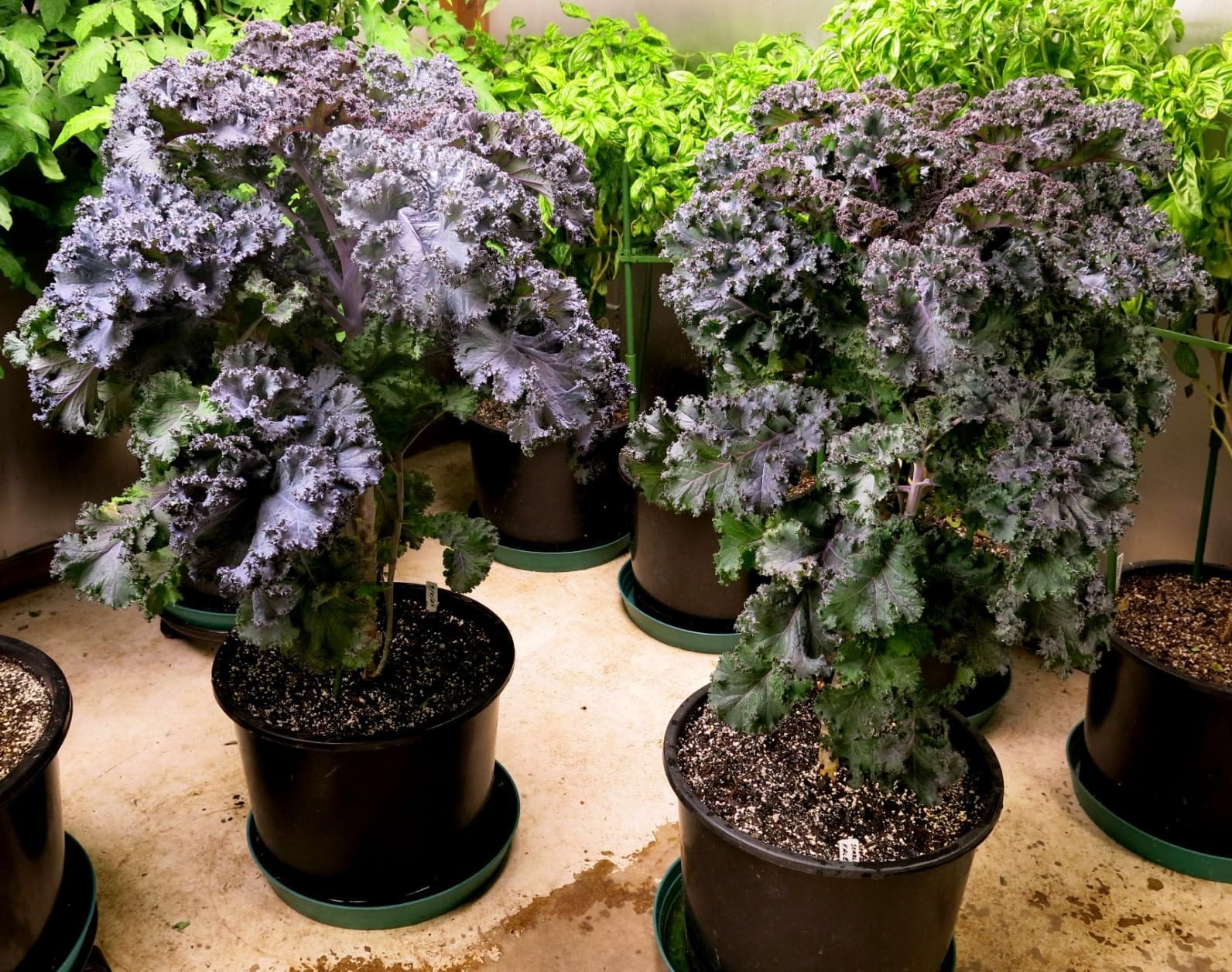 Compressed Organic Potting Soil for Garden, Plants & Vegetables - Expands 4x When Mixed with Water - Indoor or Outdoor Use - Plant Food Mix Derived from Natural Coconut Coir & Worm Castings Fertilizer customer photo 2