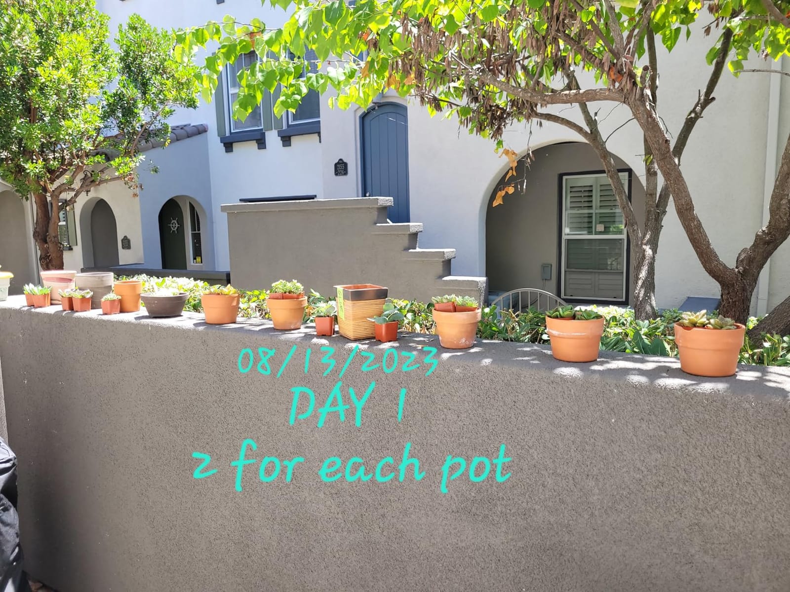 Succulents Plants Live (20PK) Potted Succulent Plants Live House Plants, Cactus Plants Live Plants Indoor Plants Live Houseplants, Indoor Plant Succulents Live Plant House Plant by Plants for Pets customer photo 1