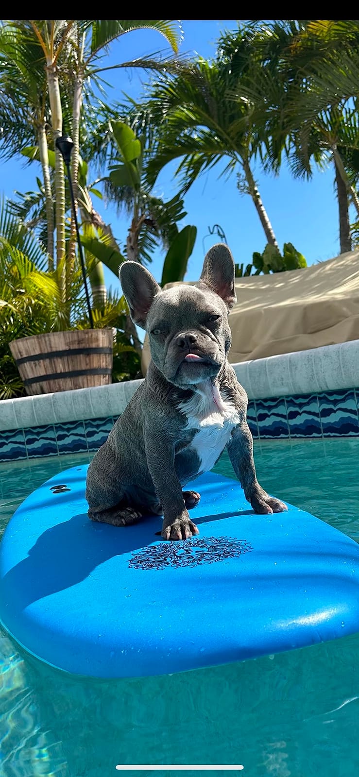 4'4 Beginner Soft Top Surfboard for Kids & Adults - Foam Surfboard + Fins & Leash - Use as Bodyboard, Boogie Board, or Softboard customer photo 1