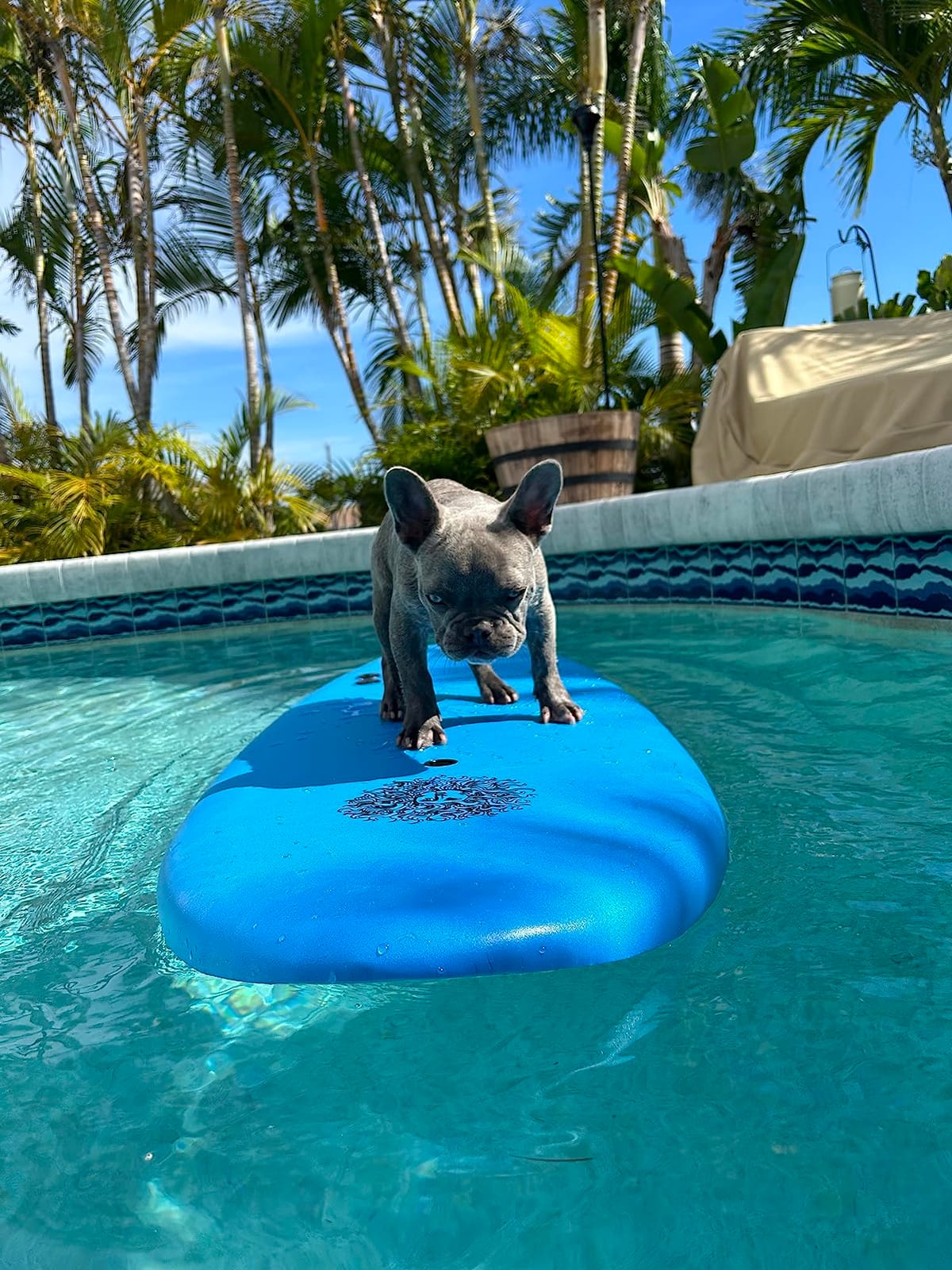 4'4 Beginner Soft Top Surfboard for Kids & Adults - Foam Surfboard + Fins & Leash - Use as Bodyboard, Boogie Board, or Softboard customer photo 2