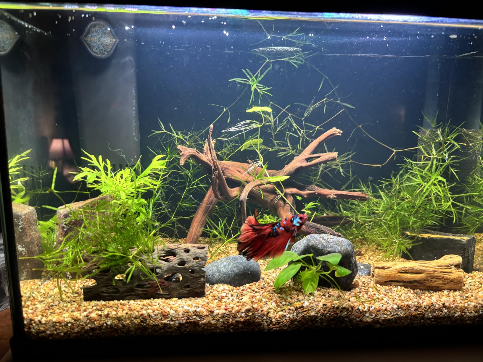 Tfwadmx Natural Driftwood for Aquarium, 11-13 inch Reptile Branches Terrarium Wood Aquarium Trunk Driftwood Tree Fish Tank Log Decoration Pack of 2 customer photo 2