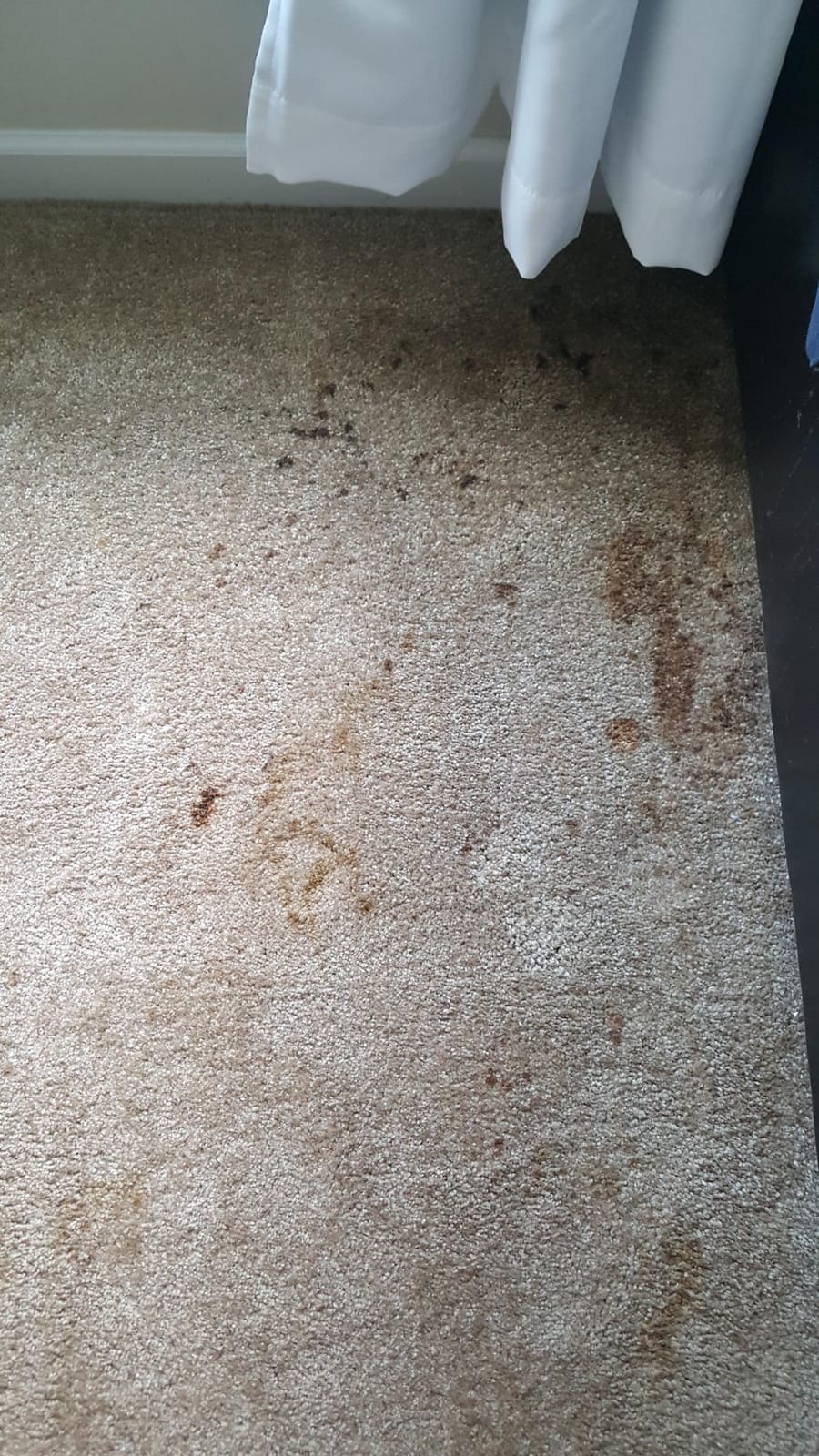 Bissell ProHeat 2X Revolution Pet Full Size Upright Carpet Cleaner, 1548F, Orange customer photo 1