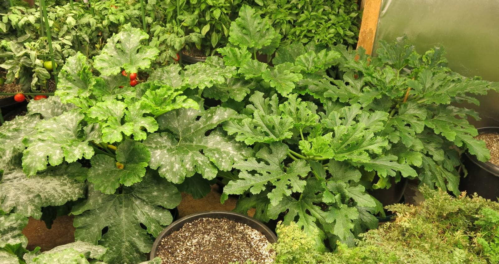 Verdana Coco Coir Potting Soil Brick - 10 lb Compressed Coconut Coir Block, Expands to 72 Quarts / 18 Gallons, Peat Moss Alternative for Seed Starting, Raised Beds, Potting Mix & Houseplants customer photo 2
