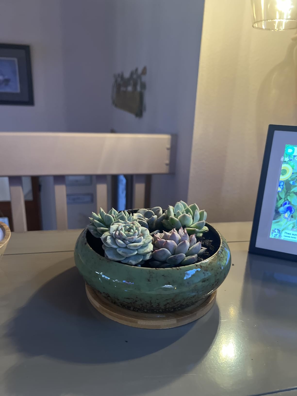 Succulent Pots, 7.3'' Ceramic Bonsai Pot with Tray, Large Succulent Planter customer photo 1