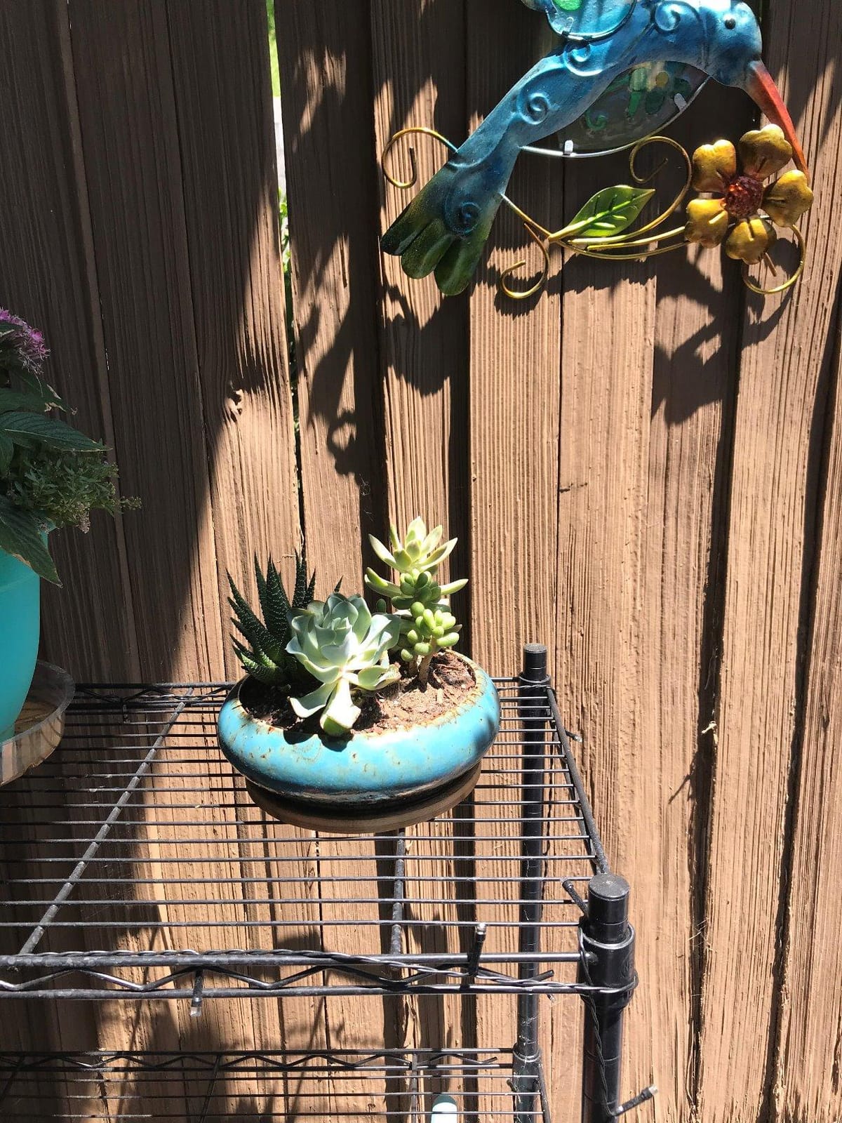 Succulent Pots, 7.3'' Ceramic Bonsai Pot with Tray, Large Succulent Planter customer photo 2