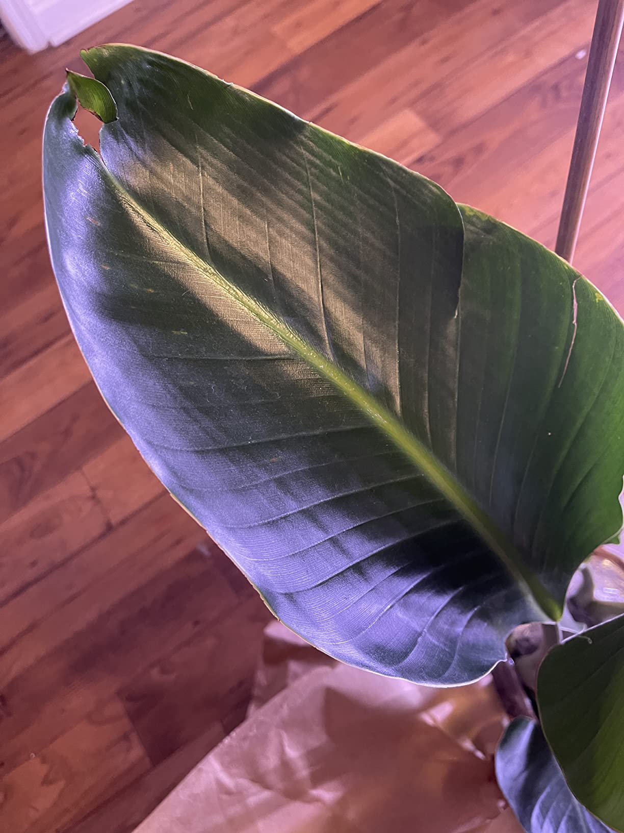 Costa Farms White Bird of Paradise, Live Indoor Plant, Easy Care customer photo 1