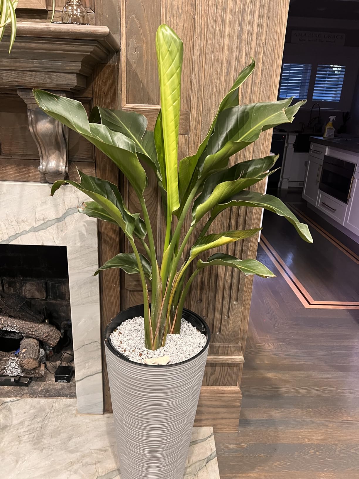 Costa Farms White Bird of Paradise, Live Indoor Plant, Easy Care customer photo 2