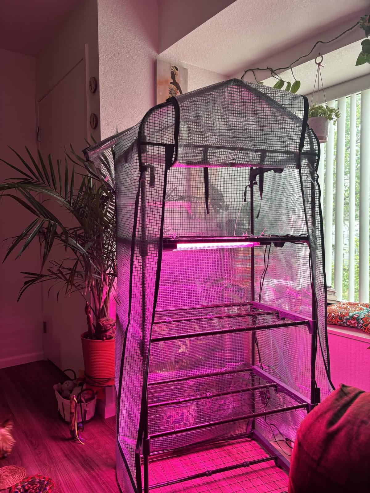 Ohuhu Mini Greenhouse for Indoor Outdoor, 27 x 19 x 62-Inch Small Plant Green House 4-Tier Rack Stand Portable Greenhouses with Durable PE Cover for Seedling, Ideal Gardening Gifts for Women Men customer photo 1