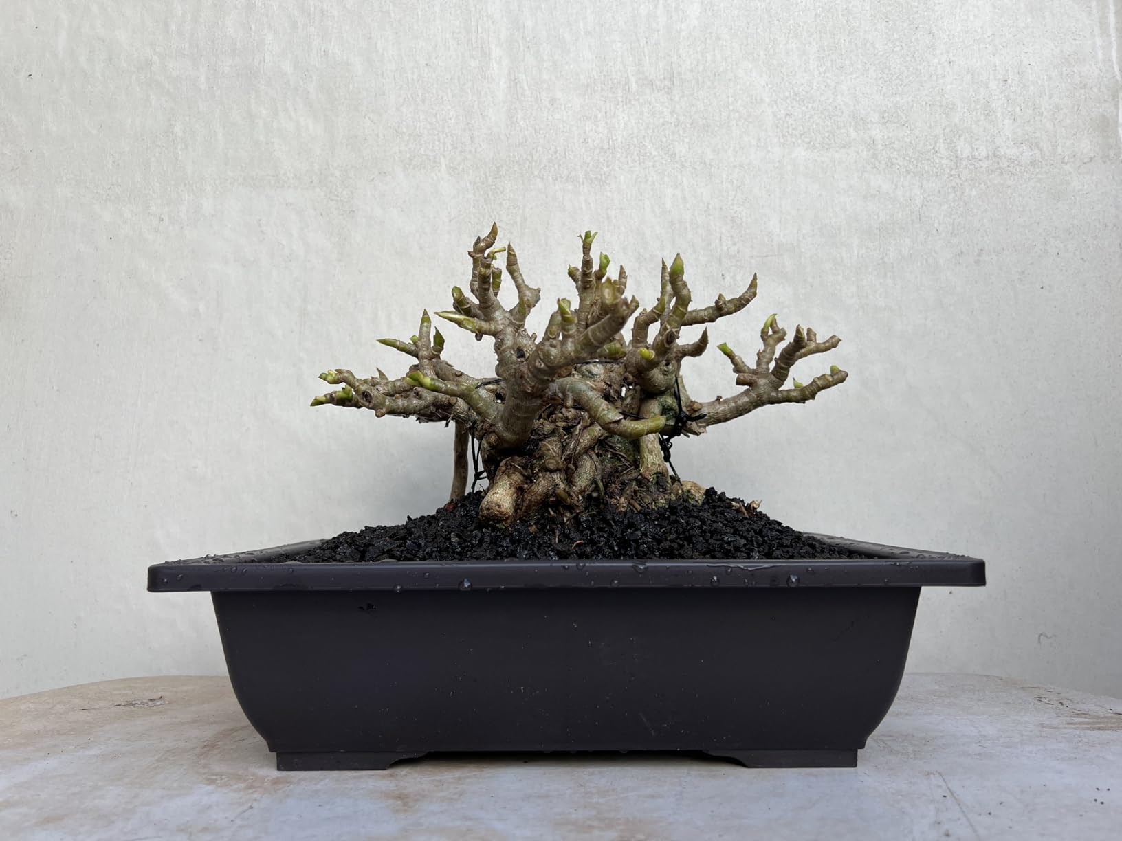 MUZHI 3PCS Large Rectangular Bonsai Tree Pots Planters with Tray 10