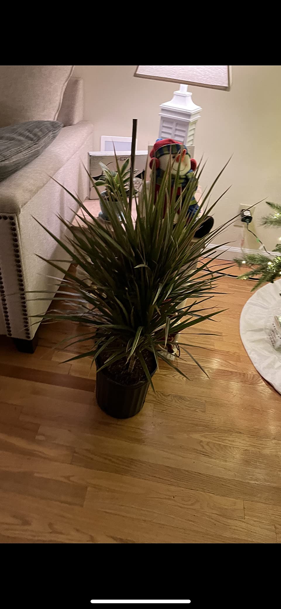 Costa Farms Dracaena Marginata Magenta Madagascar Dragon Tree Live Indoor Plant, 3 to 4-Feet Tall, Potted in Grower's Pot customer photo 1