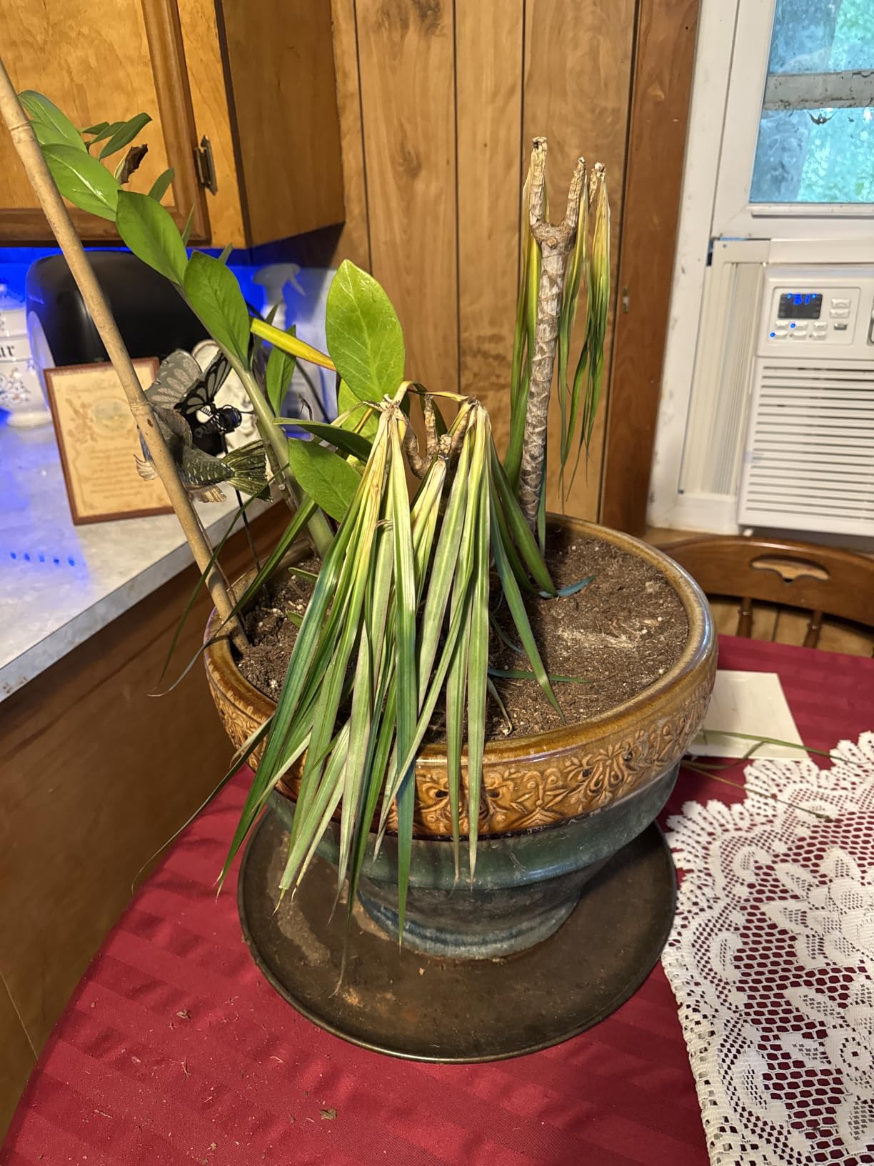 Costa Farms Dracaena Marginata Magenta Madagascar Dragon Tree Live Indoor Plant, 3 to 4-Feet Tall, Potted in Grower's Pot customer photo 2