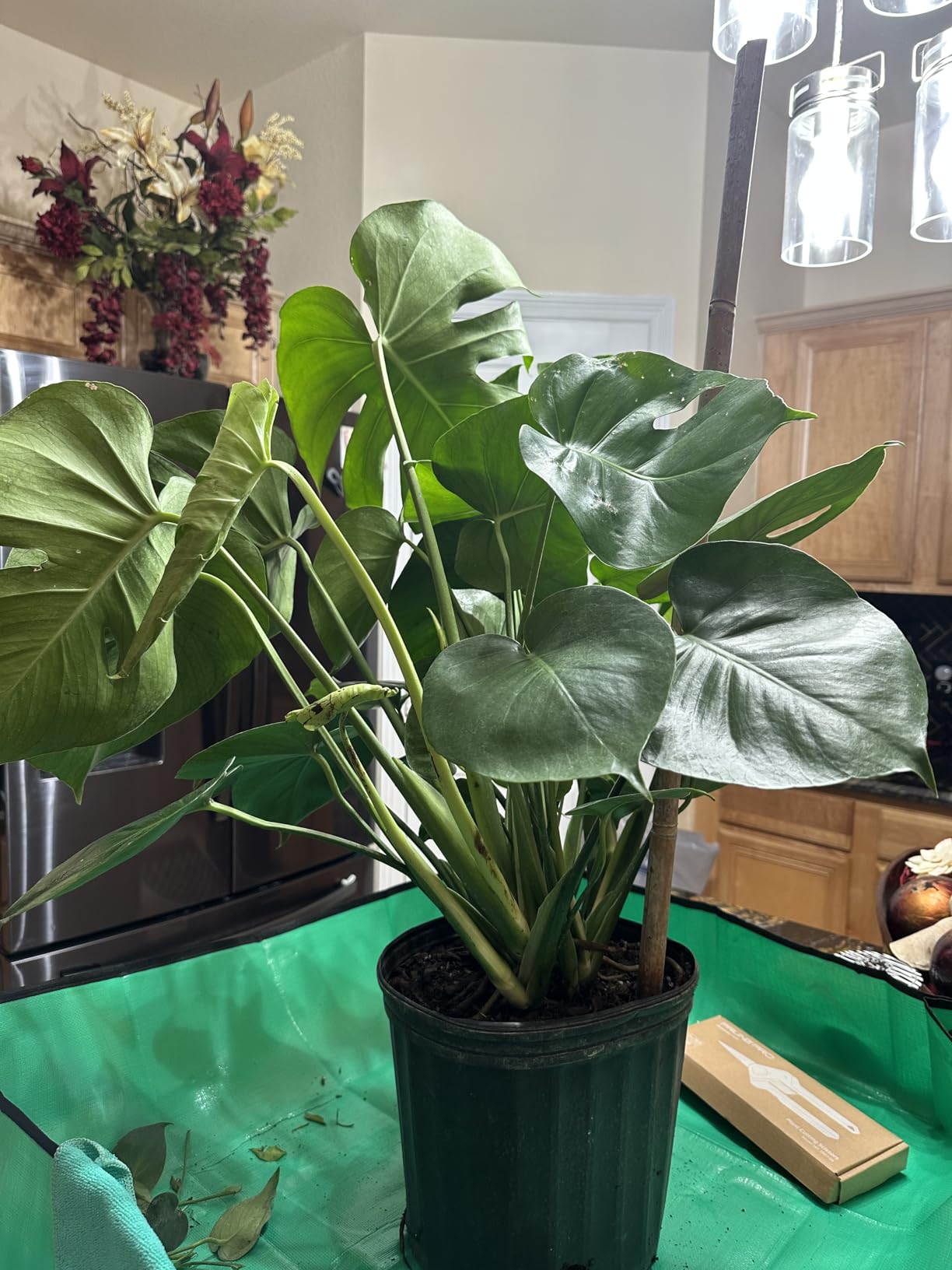 Monstera Deliciosa Plant - Swiss Cheese Split Leaf Philodendron Plant - Large Plant - Overall Height 24