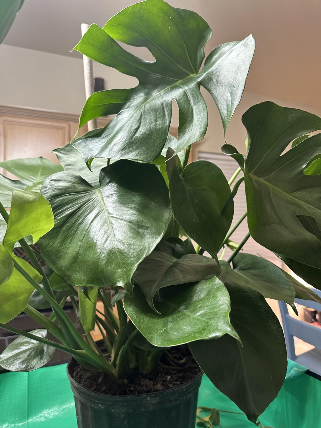 Monstera Deliciosa Plant - Swiss Cheese Split Leaf Philodendron Plant - Large Plant - Overall Height 24