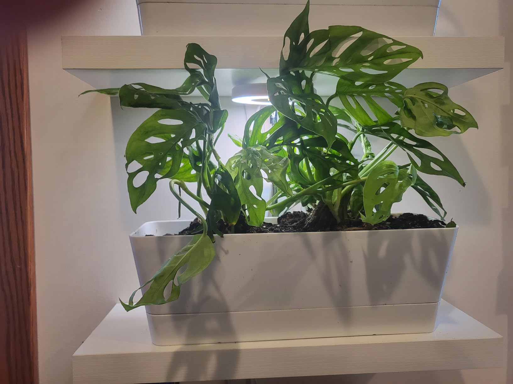 California Tropicals Monstera Adansonii Real Live Indoor Houseplants - Big Low Light Tropical Plant for Air Purifying Decorations - 4