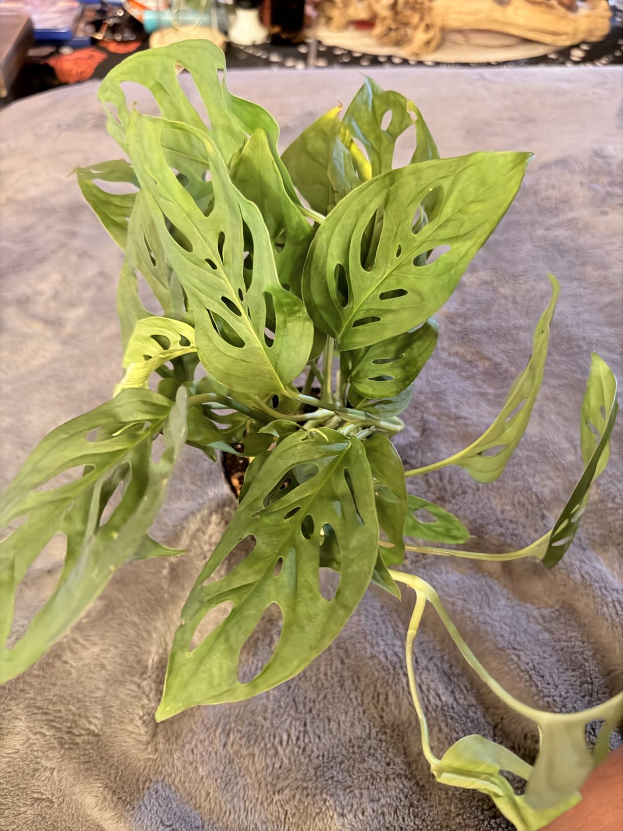 California Tropicals Monstera Adansonii Real Live Indoor Houseplants - Big Low Light Tropical Plant for Air Purifying Decorations - 4