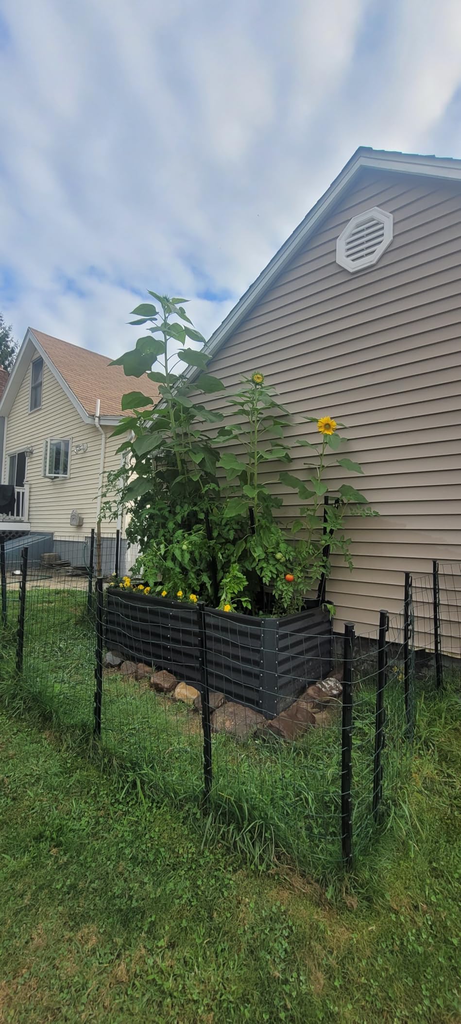 Coast of Maine Organic & Natural Castine Blend Soil - Nutrient-Rich Garden Soil w/Mycorrhizae, Biochar - Enhanced Drainage & Aeration - for Raised Bed Gardening & Container Gardening (2 cu ft) customer photo 2