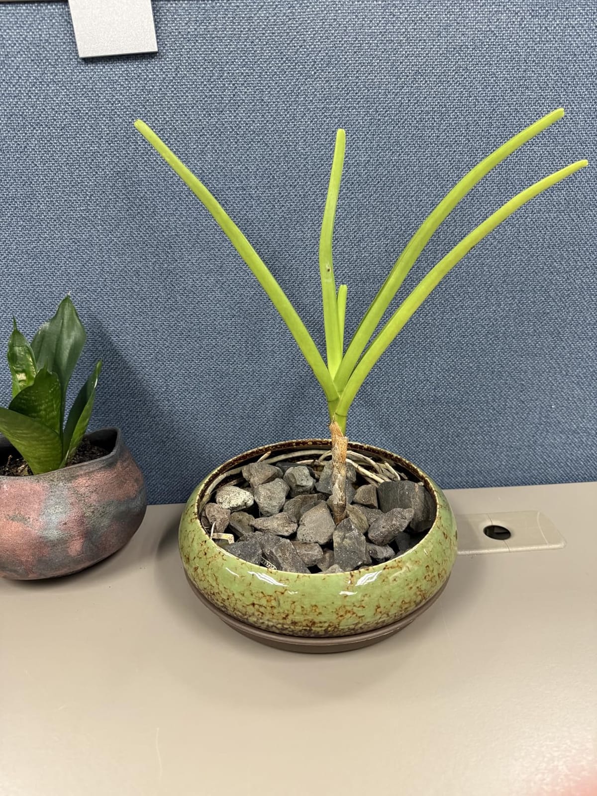 VanEnjoy 7.3 inch Round Large Shallow Succulent Ceramic Glazed Planter Pots with Drainage Hole, Bonsai Pots Garden Decorative Cactus Stand Flower Container (Green) customer photo 2