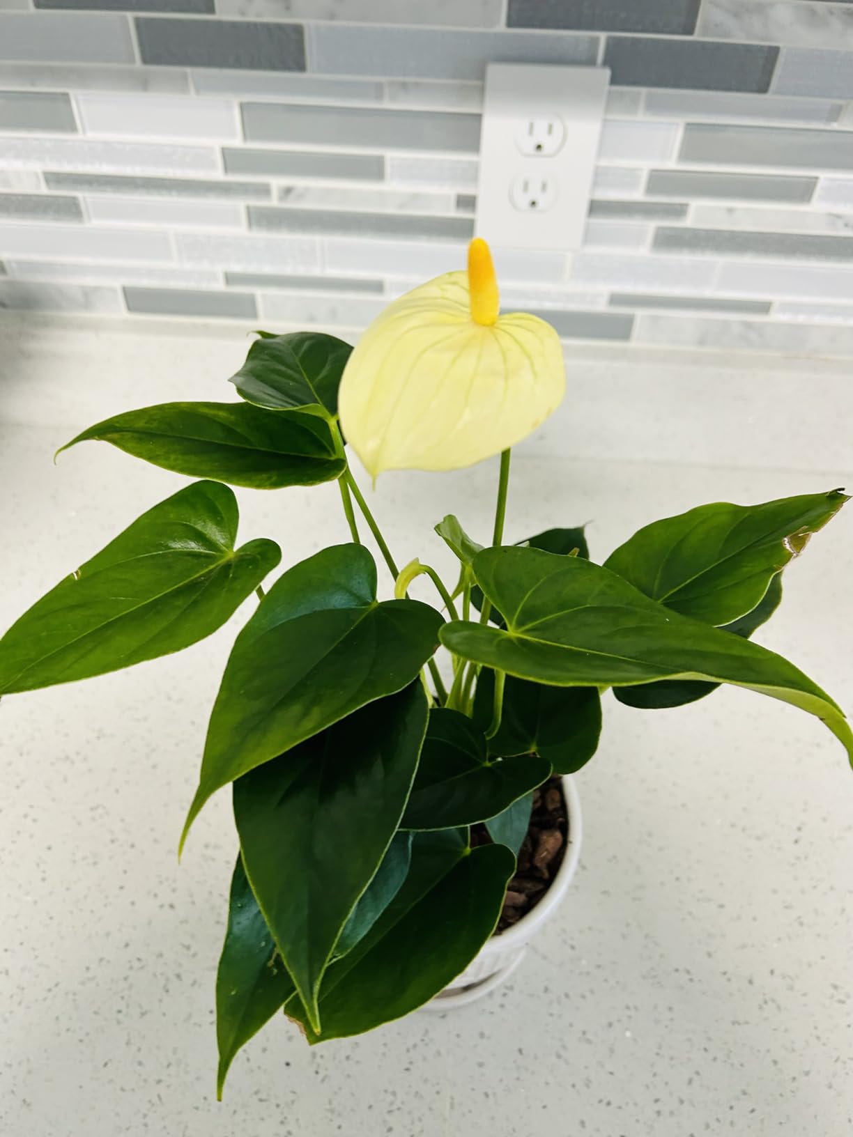 California Tropicals Anthurium Red - Live House Plants Indoor, 4 Inch Pot for Easy Care, Perfect for Office, Home & Flamingo Decor, Real Plant, Plant Gift, Flowering Plants, Sympathy Flowers customer photo 1