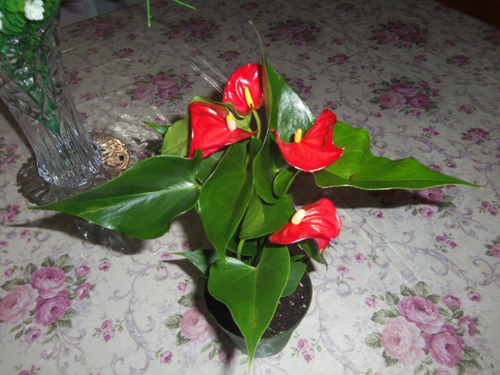 California Tropicals Anthurium Red - Live House Plants Indoor, 4 Inch Pot for Easy Care, Perfect for Office, Home & Flamingo Decor, Real Plant, Plant Gift, Flowering Plants, Sympathy Flowers customer photo 2