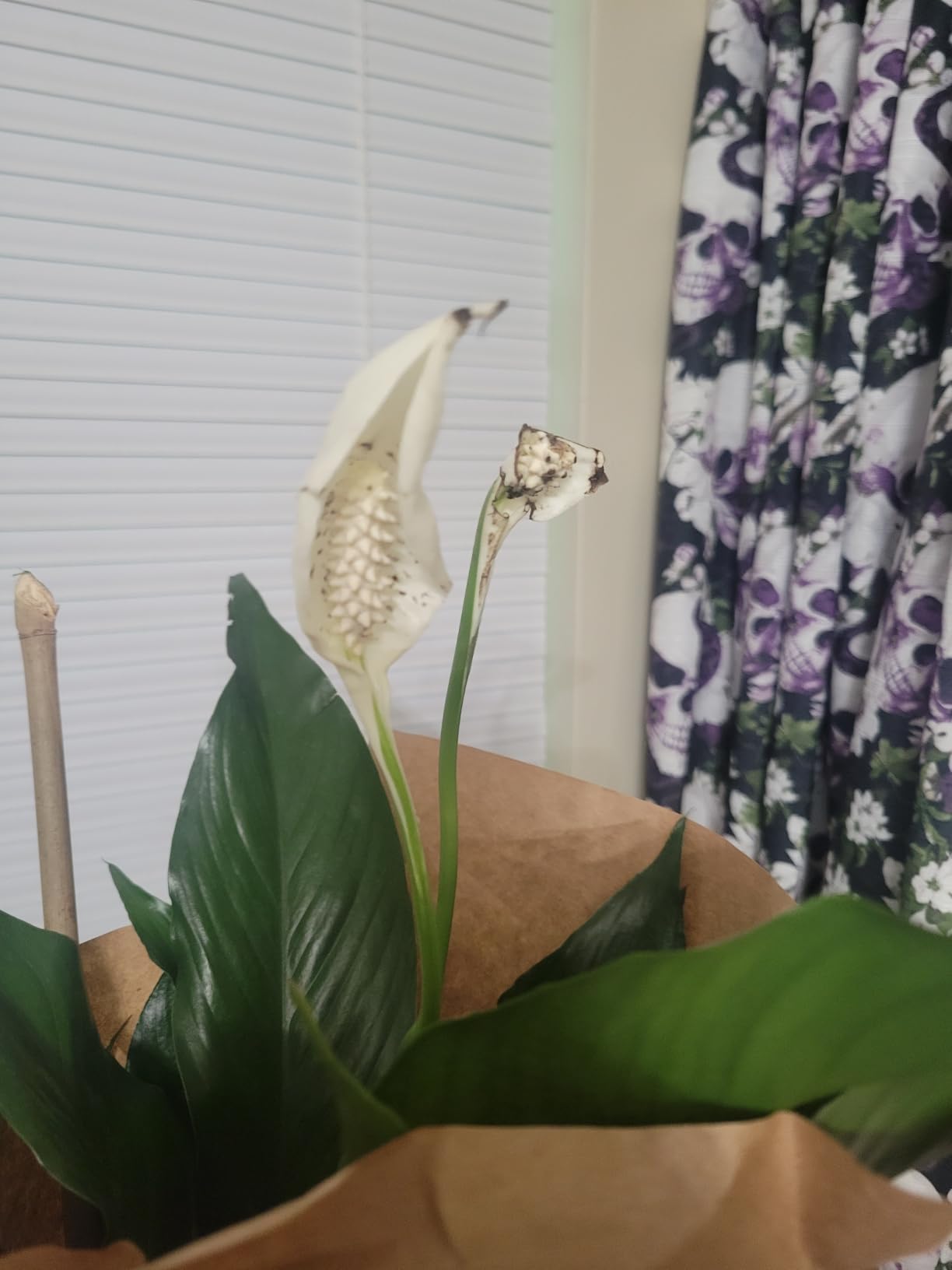 Costa Farms Peace Lily, Live Indoor Plant, Air Purifying, Flowers, 6-in Pot customer photo 1
