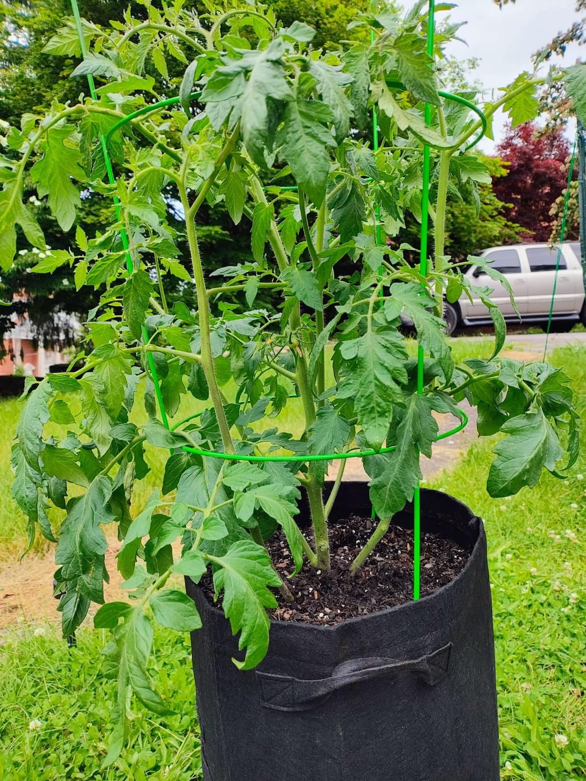 Homyhoo Potato Grow Bags with Flap 10 Gallon, 4 Pack Planter Pot with Handles and Harvest Window for Potato Tomato and Vegetables, Black and Gray customer photo 2