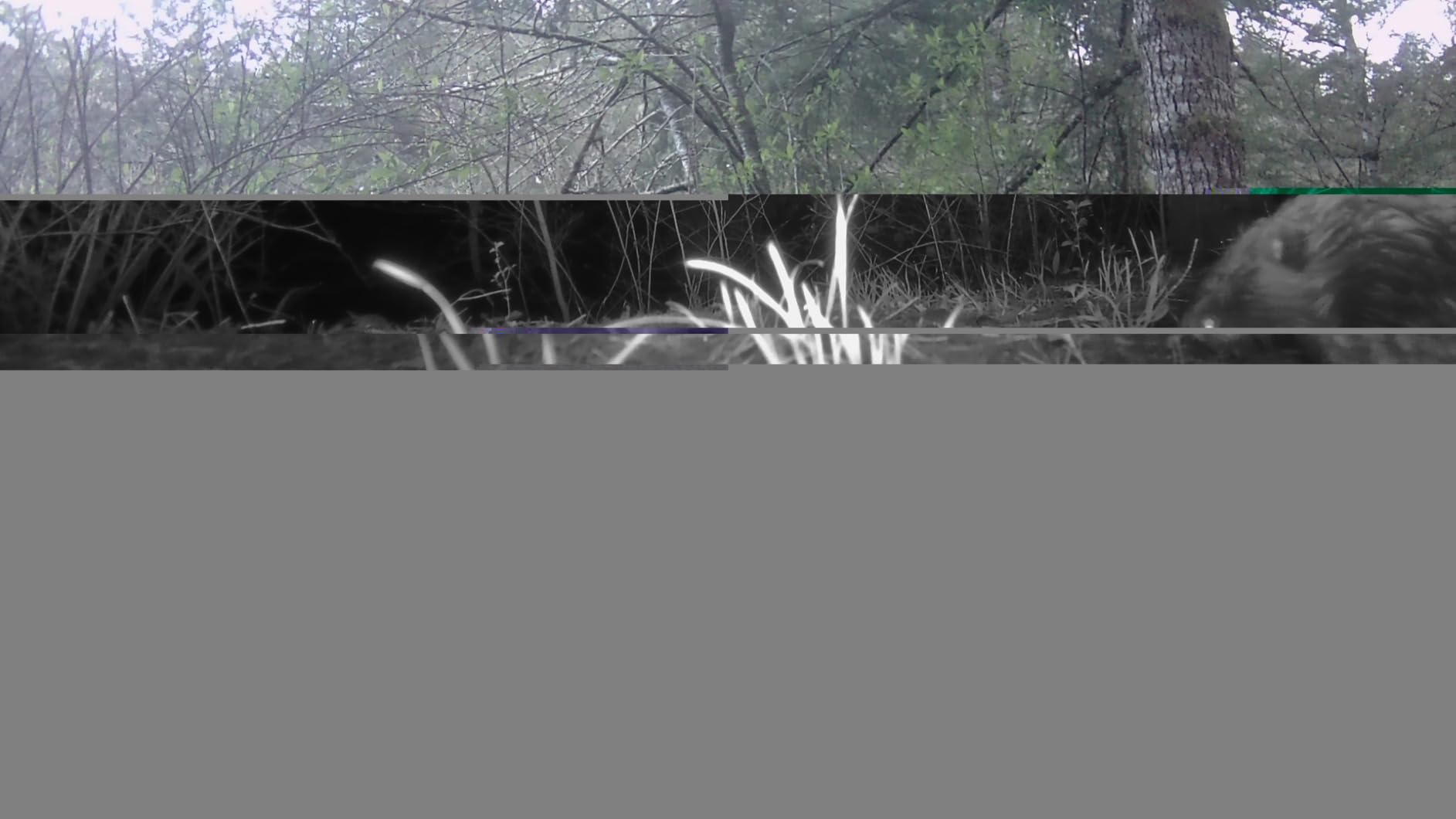 GardePro A3S Non-Cellular Trail Camera, 1296P HD Video with Sound customer photo 2
