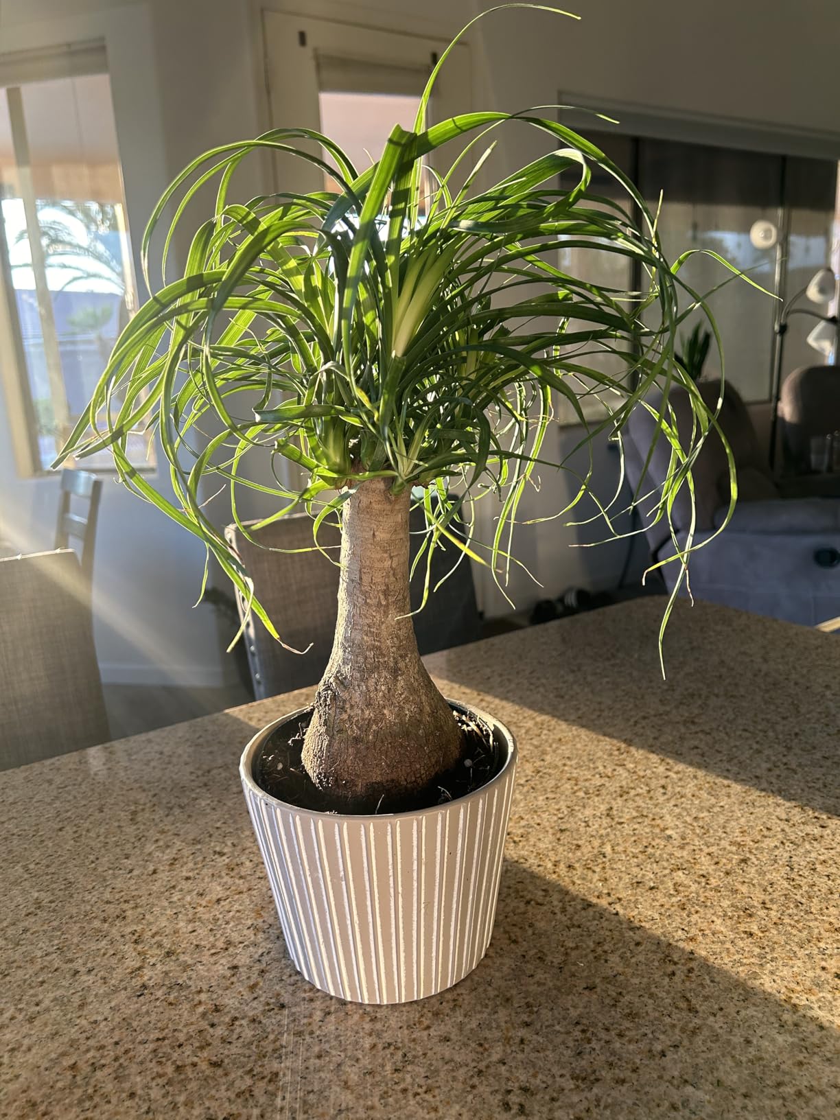 PERFECT PLANTS Ponytail Palm Live Plant, 6 in, Indoor Houseplant customer photo 1