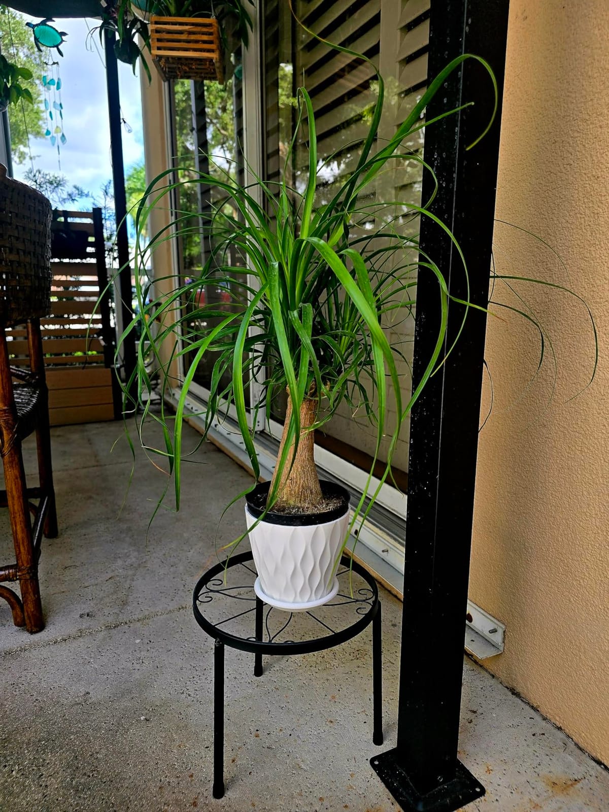 PERFECT PLANTS Ponytail Palm Live Plant, 6 in, Indoor Houseplant customer photo 2