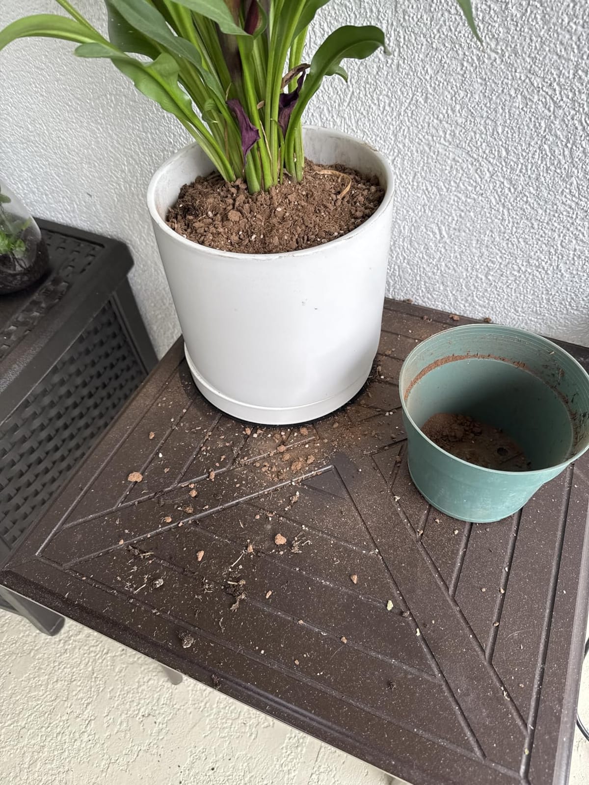 WONDER SOIL | Organic Potting Soil | 12 QUARTS of Ready to Plant Coco Coir Fully Loaded with Nutrients | 3 LBS Bag Expands to 12 Quarts of Indoor Outdoor Soil | Incl Worm Castings, Perlite customer photo 2