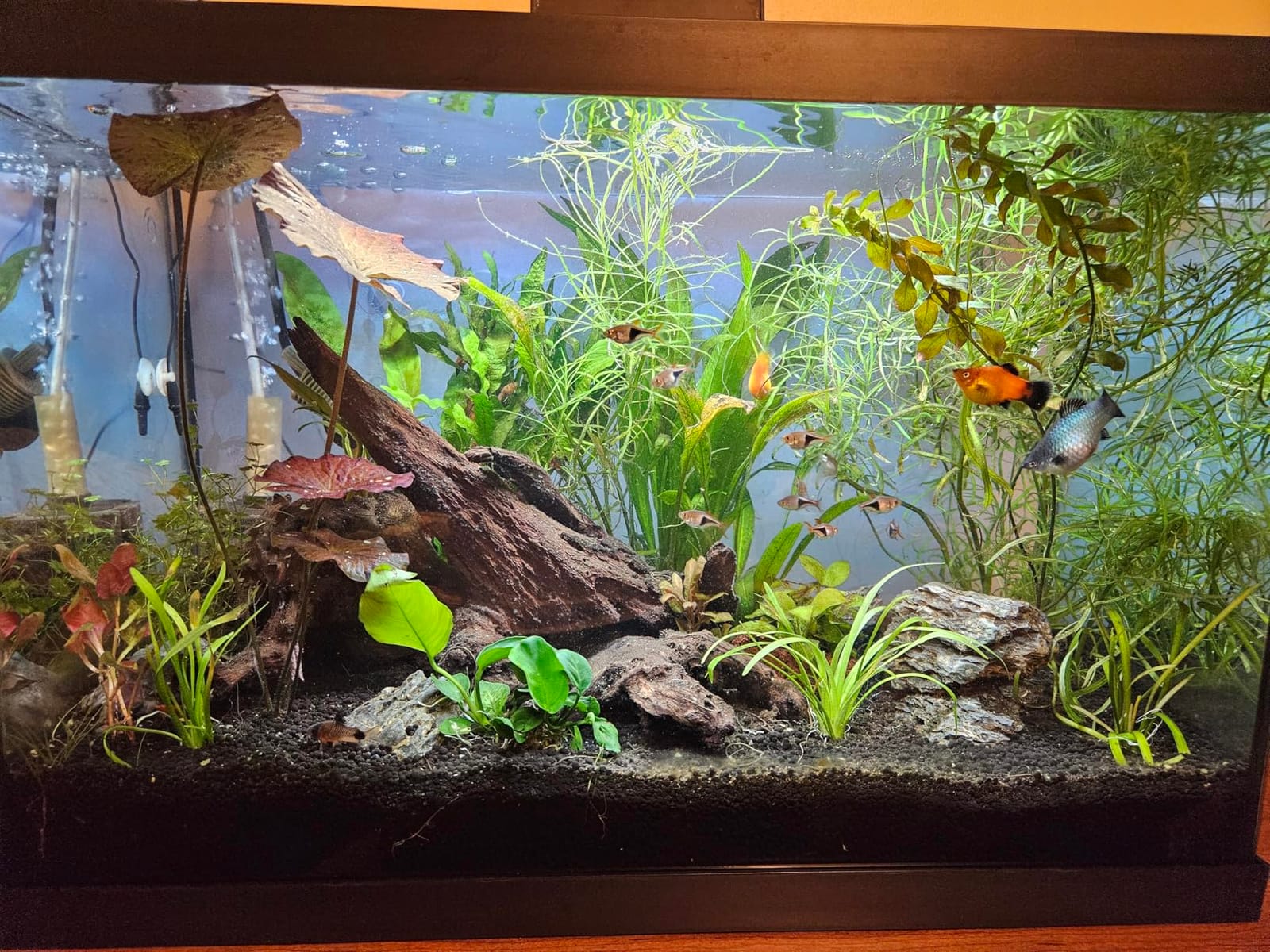WDEFUN Natural Driftwood for Aquarium Decor, 2-Piece 10''-14'' Large Driftwood for Decorations on Fish Tank, Reptiles Bearded Dragon Accessories or Air Plants customer photo 1