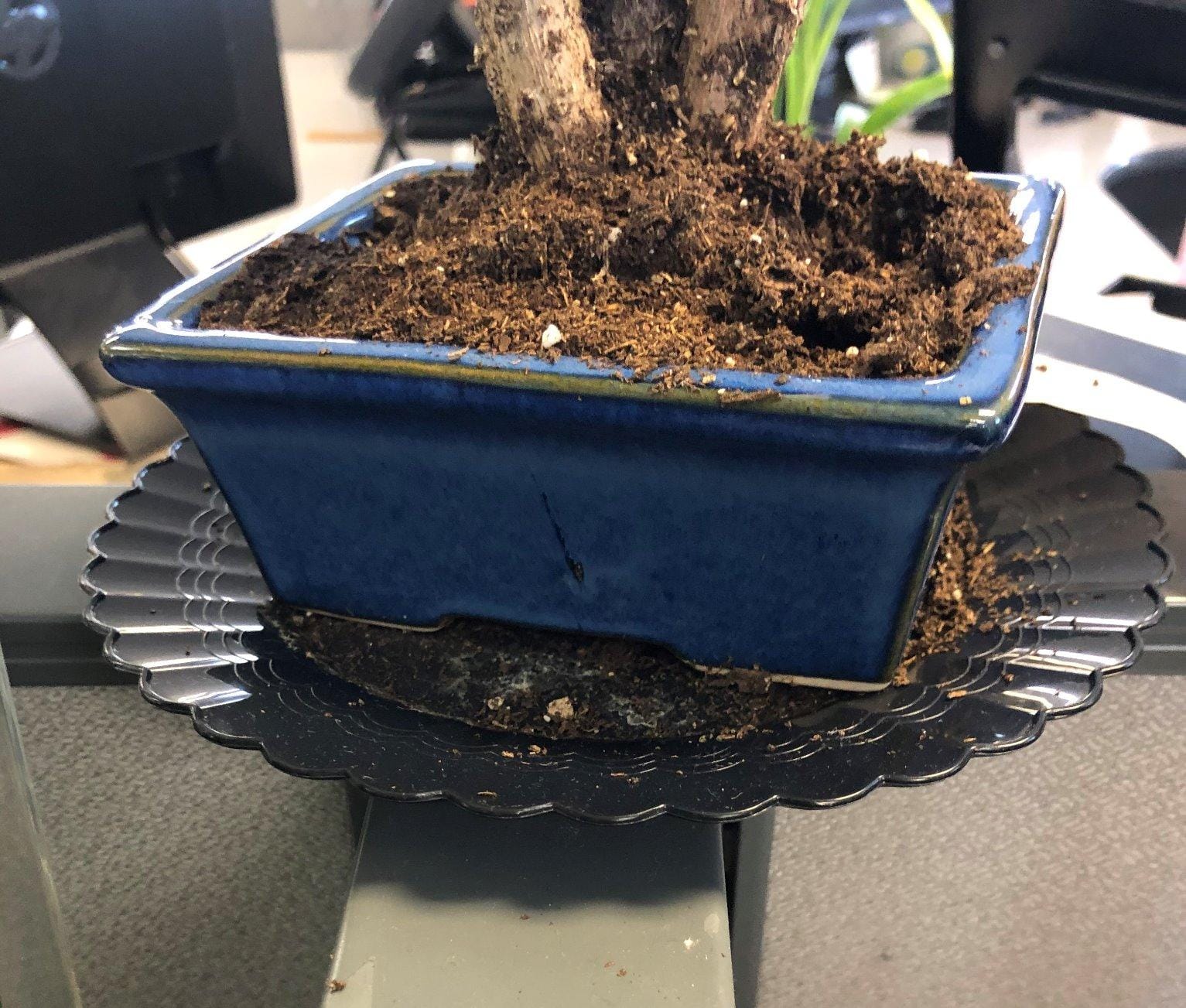 Glazed Ceramic Bonsai Pot, Black Rectangular Bonsai Planter for Home customer photo 2