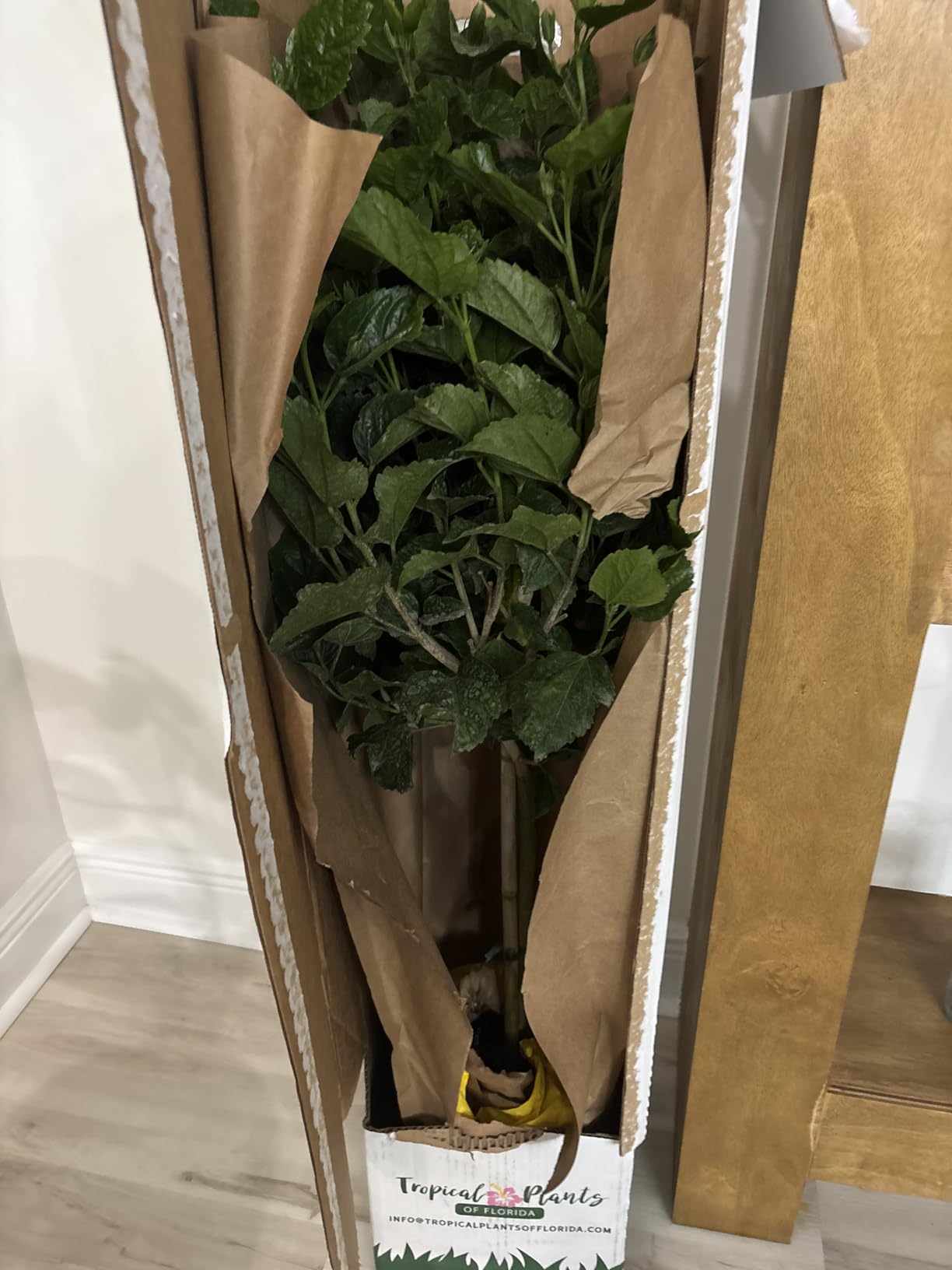 Hibiscus Tree Live - Pink Flowers - Overall Height 38