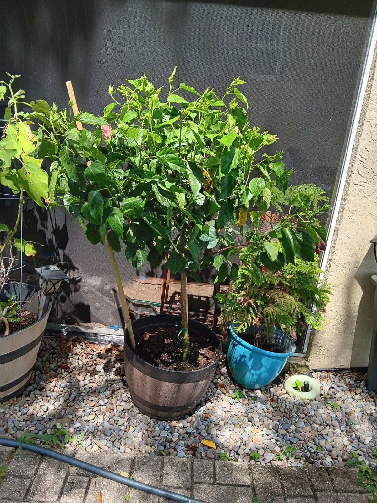 Hibiscus Tree Live - Pink Flowers - Overall Height 38