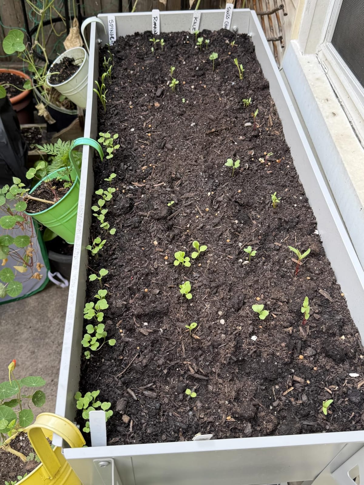 Gardeners Basics Lettuce and Greens Heirloom Vegetable Seed Non-GMO Seeds for Planting Indoors and Outdoor - Lettuce Buttercrunch, Romaine, Arugula, Kale and Spinach, Pack of 5 customer photo 2
