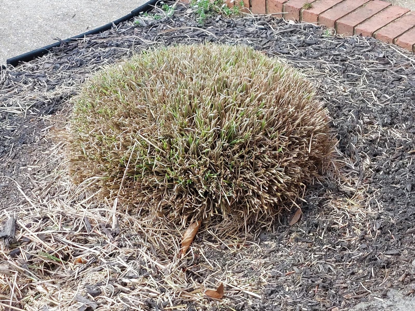 CRAFTSMAN V20 4 In. Cordless Handheld Grass Trimmer and 8 In. Mini Hedge Trimmer, Battery and Charger Included, Rechargeable 2 in 1 Grass Shear and Bush Trimmer (CMCSS800C1) customer photo 2