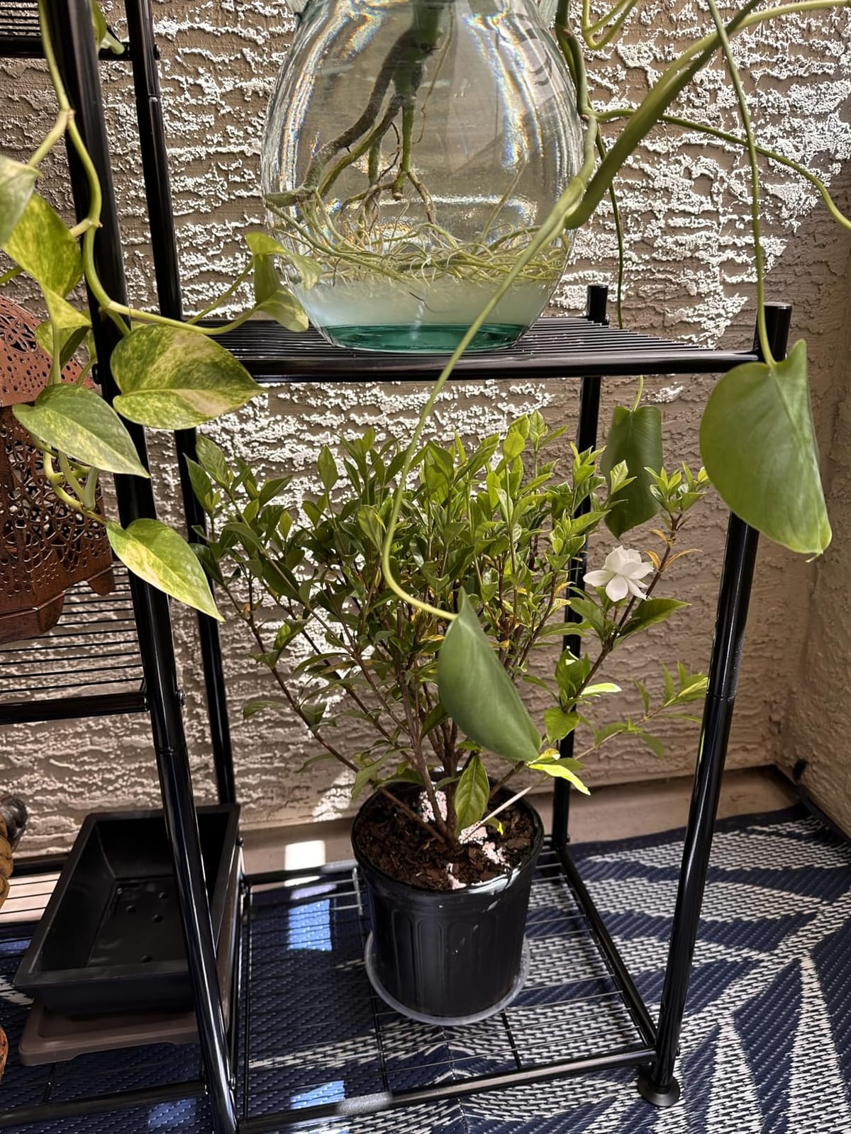 Shrub 2.5 Qt. August Beauty Gardenia customer photo 1