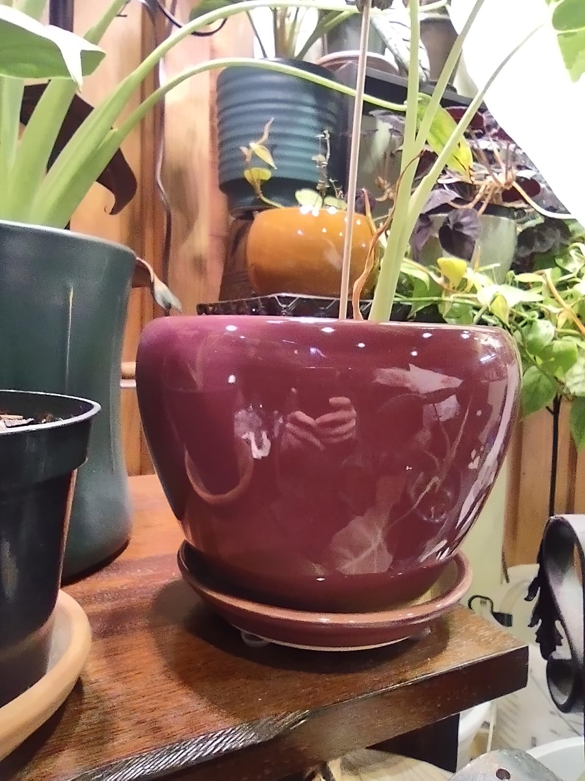 Ceramic Modern Glaze Succulent Planter Pot with Drainage Hole and Saucer 6 Inch Round Flower Plant Pot for Indoor Outdoor Herb Snake Plants customer photo 2