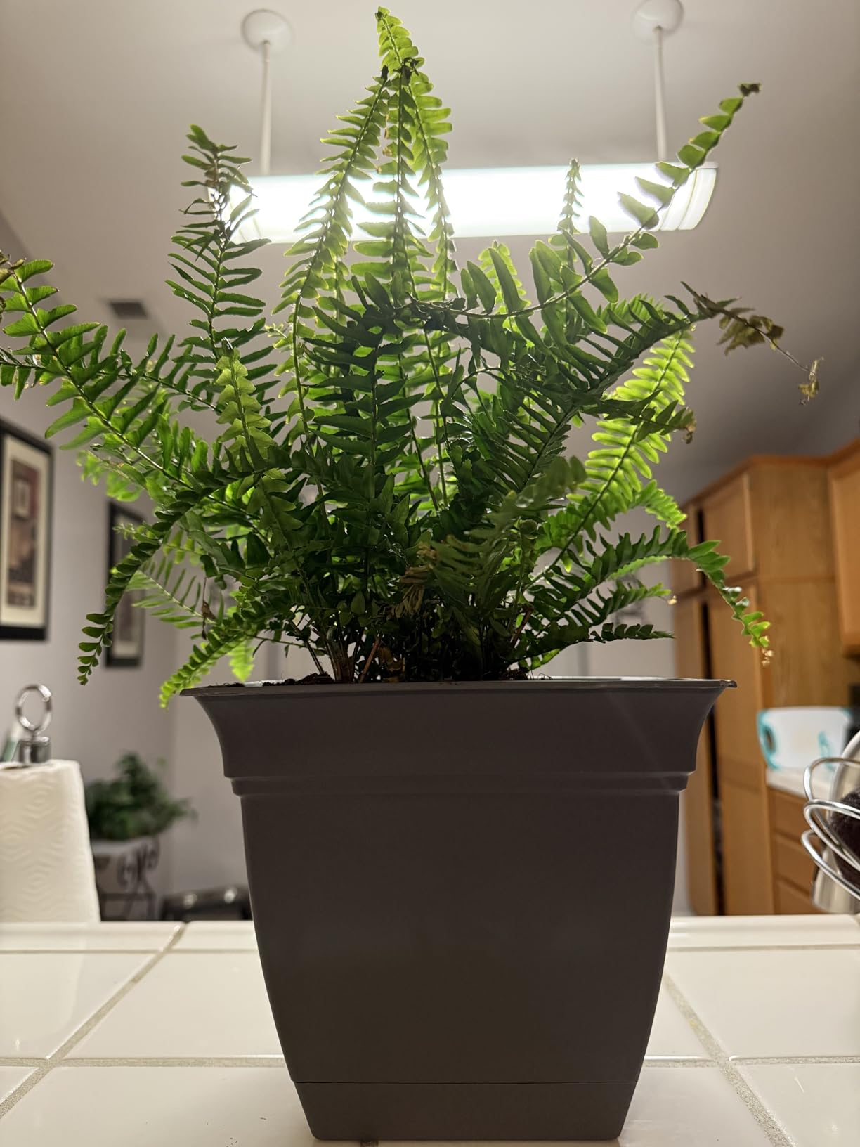 The HC Companies Eclipse Square Plastic Planter w/ Attached Saucer - Outdoor & Indoor Plant Pot with Drainage Holes - Lightweight, UV-Resistant Plastic Pots For Plants (12