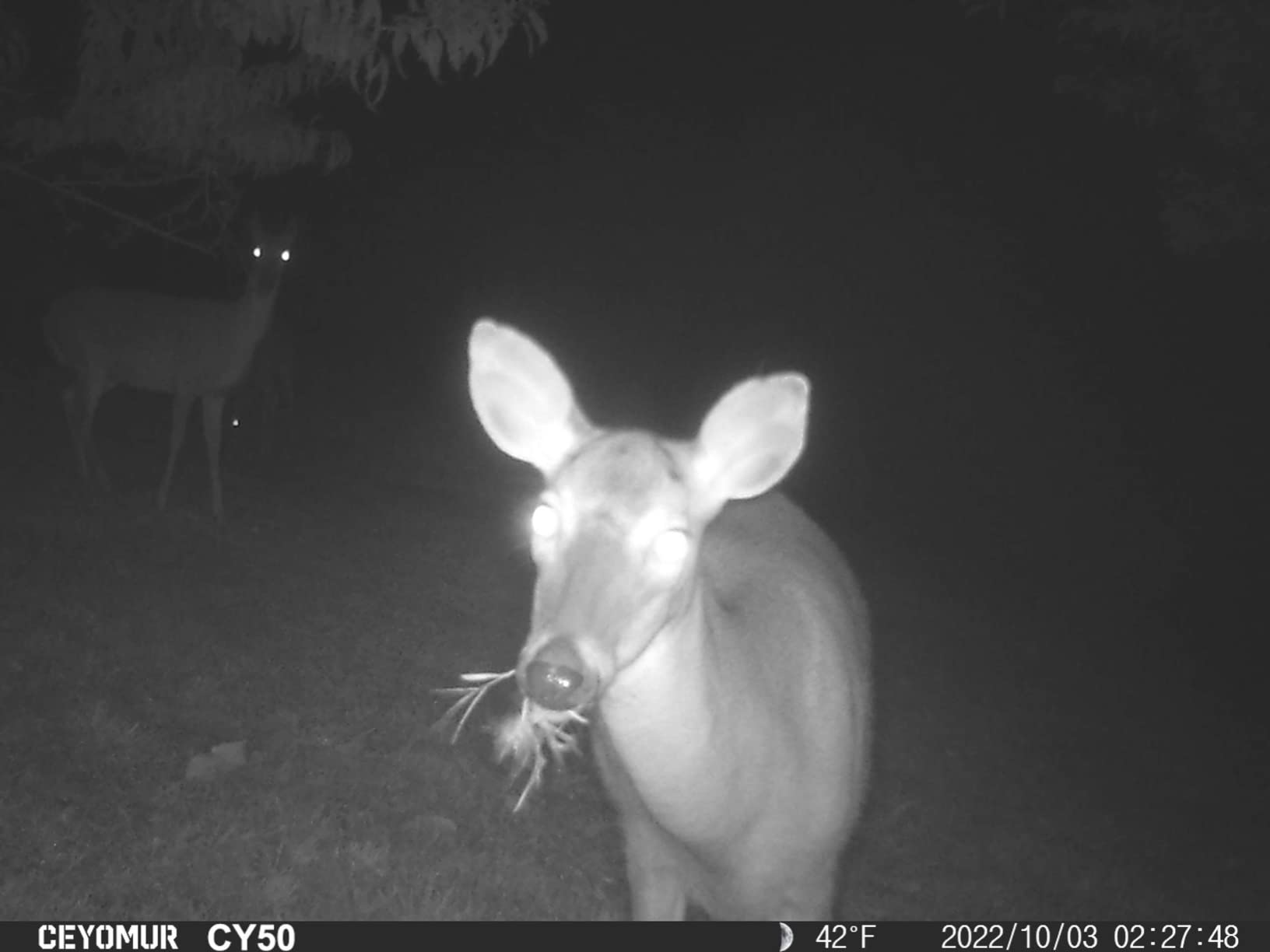 CEYOMUR Trail Camera, 36MP HD Trail Cam with Night Vision Motion Activated customer photo 2
