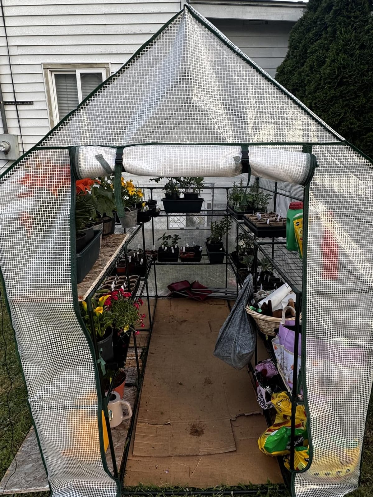 SUNGIFT Walk-in Greenhouse, 57 x 61 x 80 in, 3 Tiers 10 Shelves customer photo 2