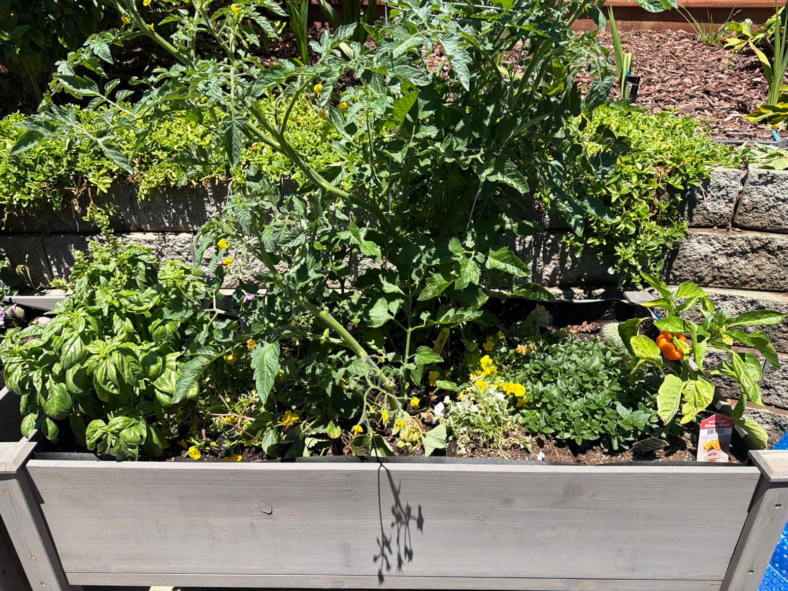 48×24×30 Raised Garden Bed with Legs, Cedar Wood Elevated Planter Box customer photo 1