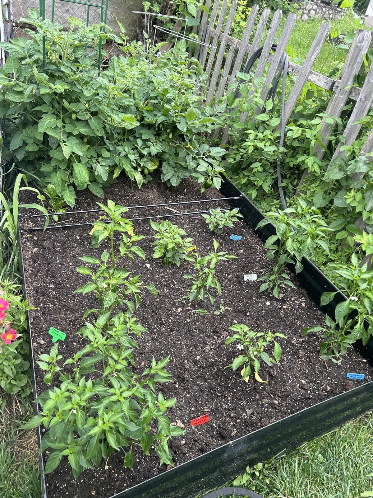 ONCEMORE Galvanized Raised Garden Bed for Vegetables Flowers Herbs, Metal Raised Garden Bed Kit with 2 PCS Tomato Cage, Gloves, Trellis Netting, Plant Labels, Plant Ties, Black 8×4×1FT customer photo 2