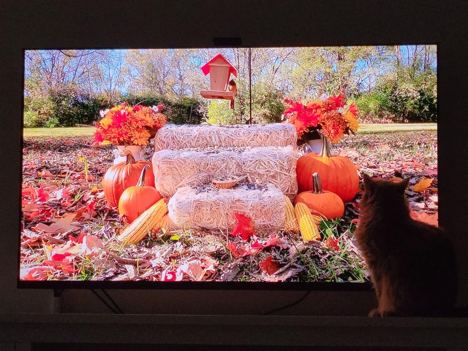 Sony 65 Inch 4K Ultra HD TV A95K Series: BRAVIA XR QD-OLED Smart Google TV with Dolby Vision HDR, Exclusive Features for Playstation 5 Black (2022) customer photo 2