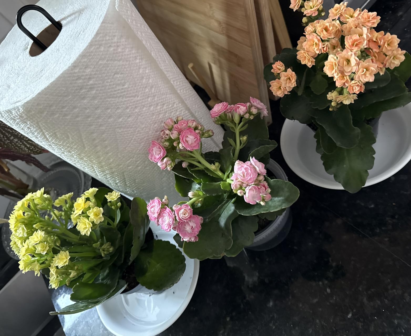 Florist Kalanchoe Live Succulent Plants (3 Pack), Flowering Flaming Katy Succulents, Easy Plant Care, Approx. 7 in. Tall, Drought-Tolerant Indoor Houseplants in 3.5 in Pots customer photo 1