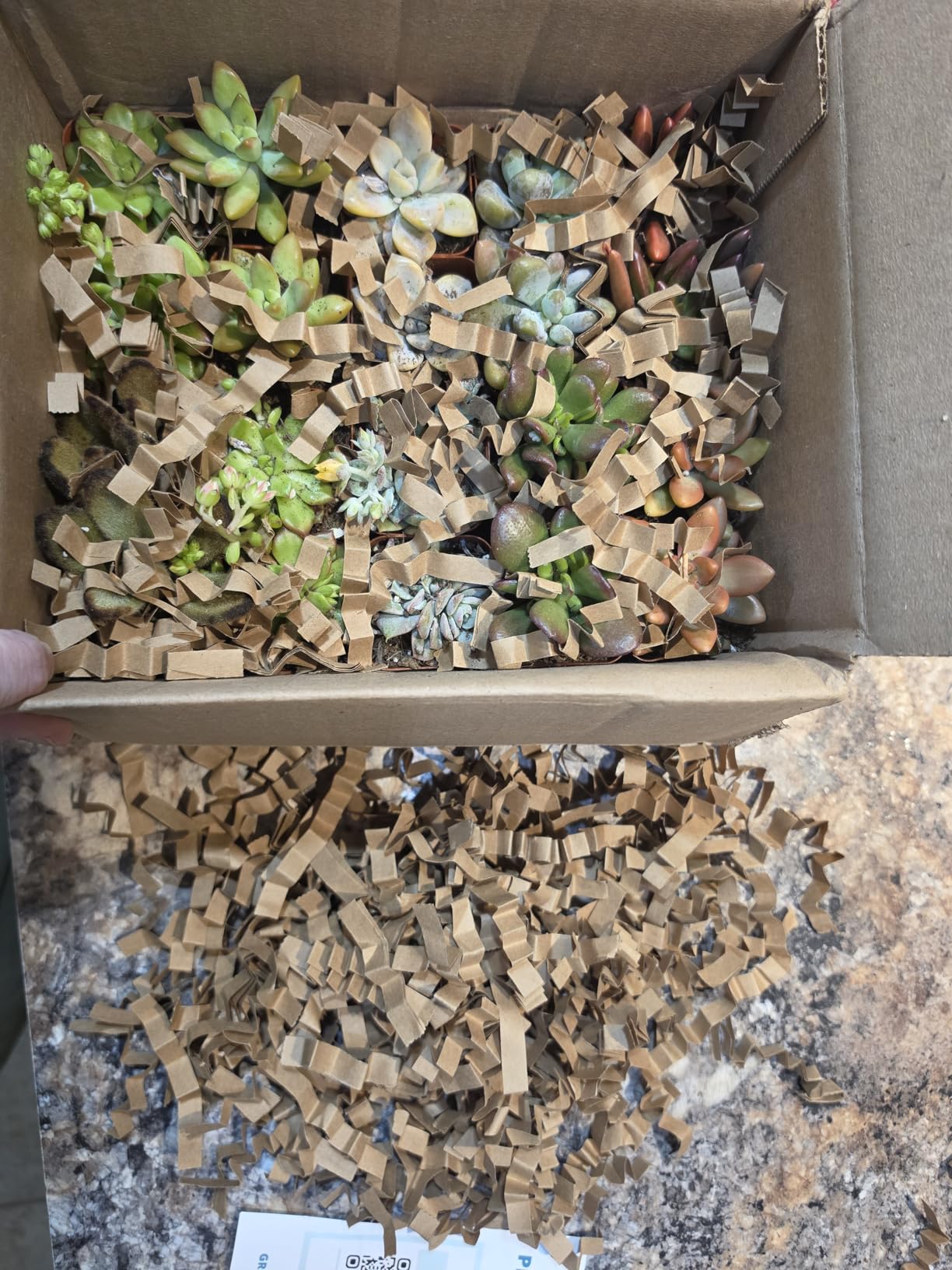 Altman Plants Specialty Live Succulent Plant (6 Pack), No Duplicates, Assorted Succulents Featuring Unique Colors & Shapes, 2 in Pots customer photo 1