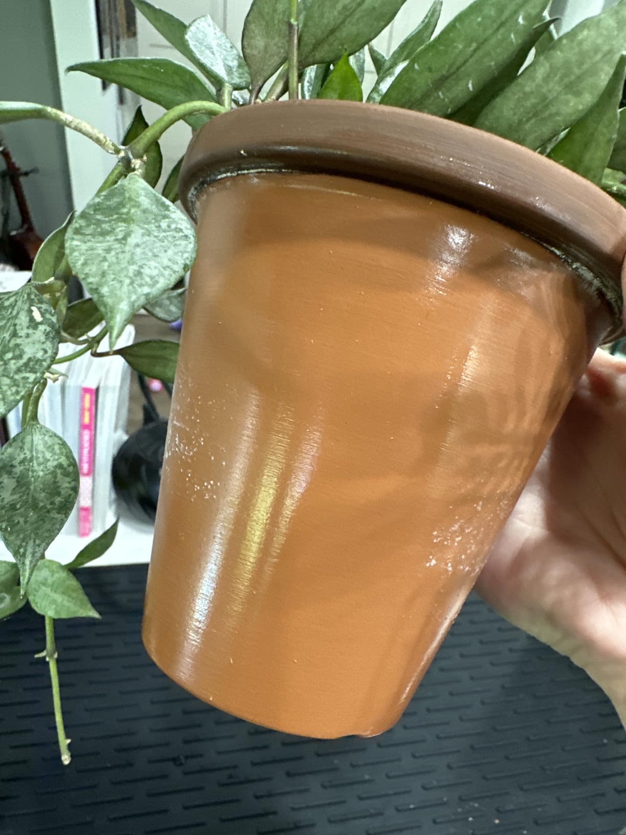 D'vine Dev Self Watering Terracotta Planter Pot, 6 in, 2-Pack, 37-Y-B-1 customer photo 1