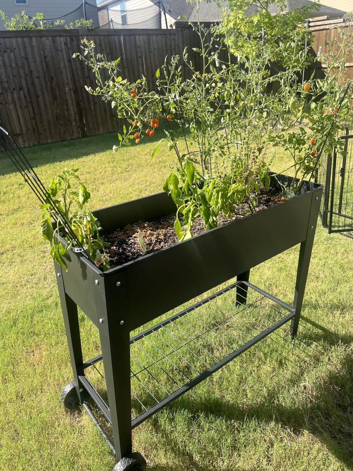 LEETOLLA Raised Garden Bed Outdoor Elevate Herb Garden Planter Box Outdoor Raised Planter Box with Legs On Wheels for Vegetables Flower Tomato Patio Backyard customer photo 1